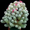 Mammillaria_humboldtii